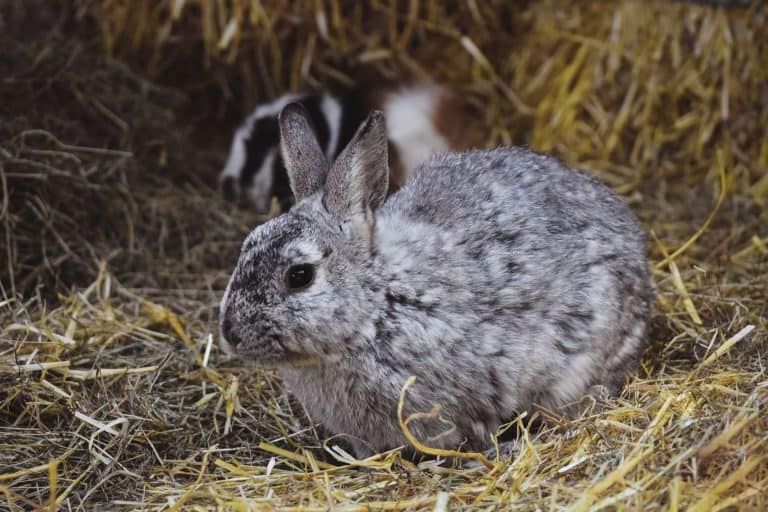 Gray rabbit sitting on hay