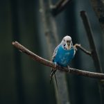 Benefits of Canary Seed for Budgies Small budgie perched on a twig