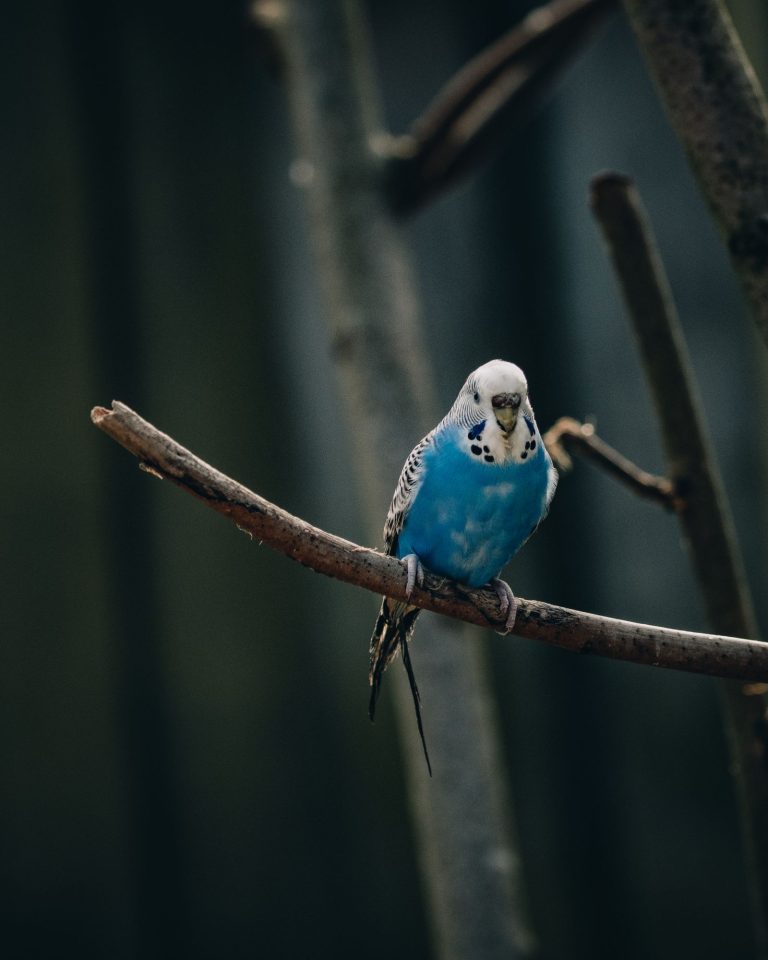Small budgie perched on a twig