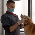 Bravecto For Mange Veterinarian examining a dog