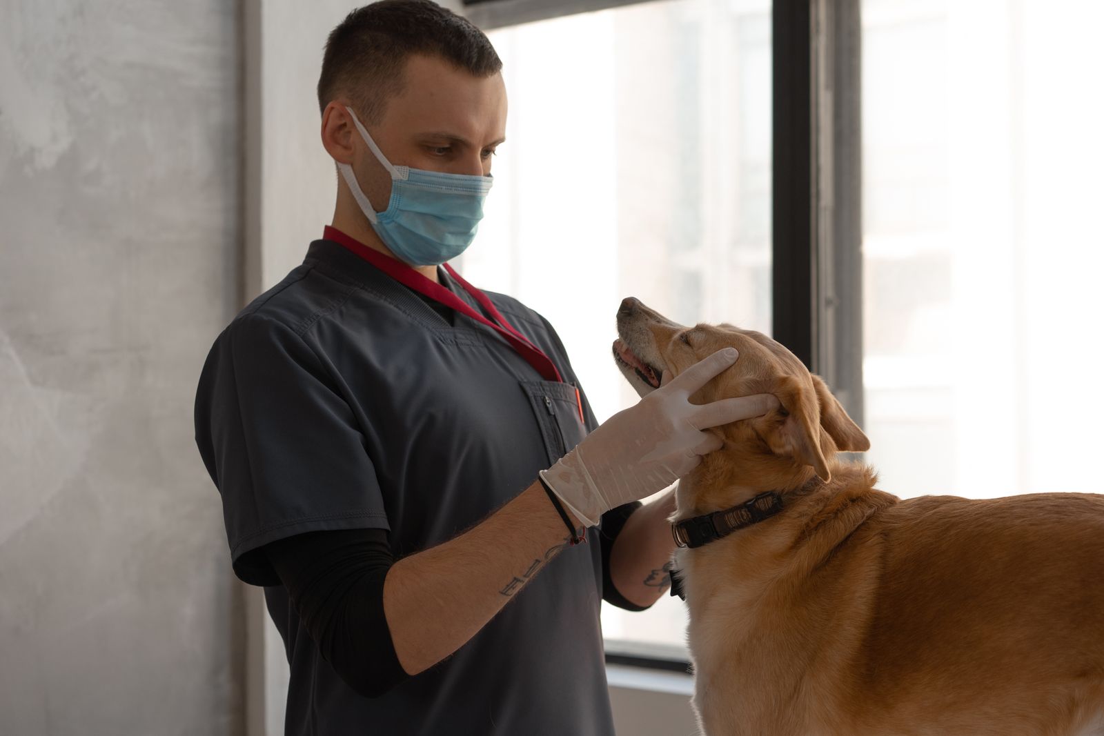 Veterinarian examining a dog