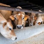 How to Calculate and Record Your Cattle Feed Bunk Design Jersey cows feeding at a feed bunk in a barn