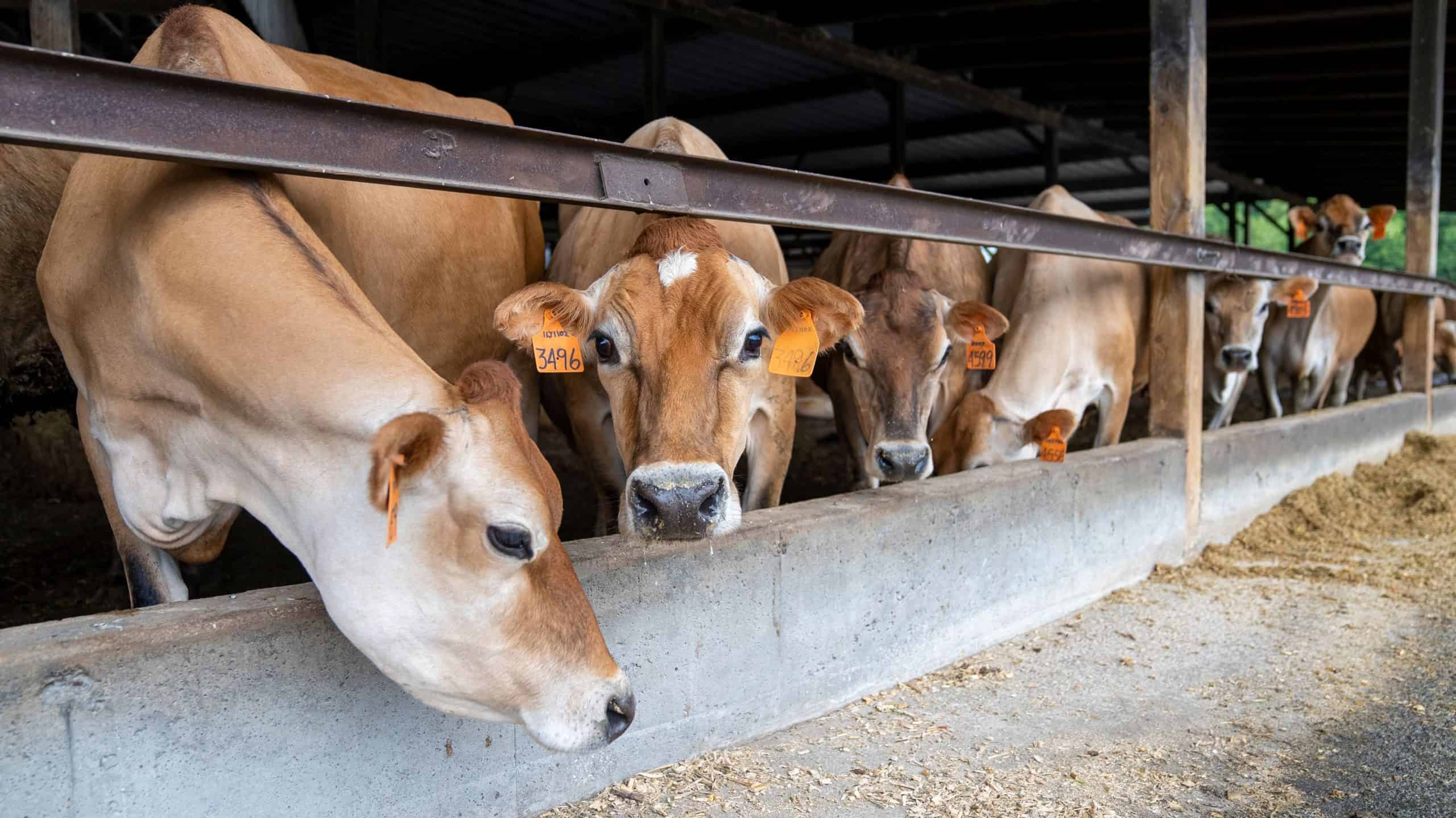 Jersey cows feeding at a feed bunk in a barn