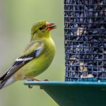 Canary Seed for Wild Birds: Which Birds Eat It and How to Use It American goldfinch eating a seed