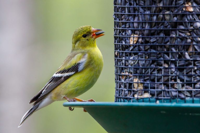 American goldfinch eating a seed