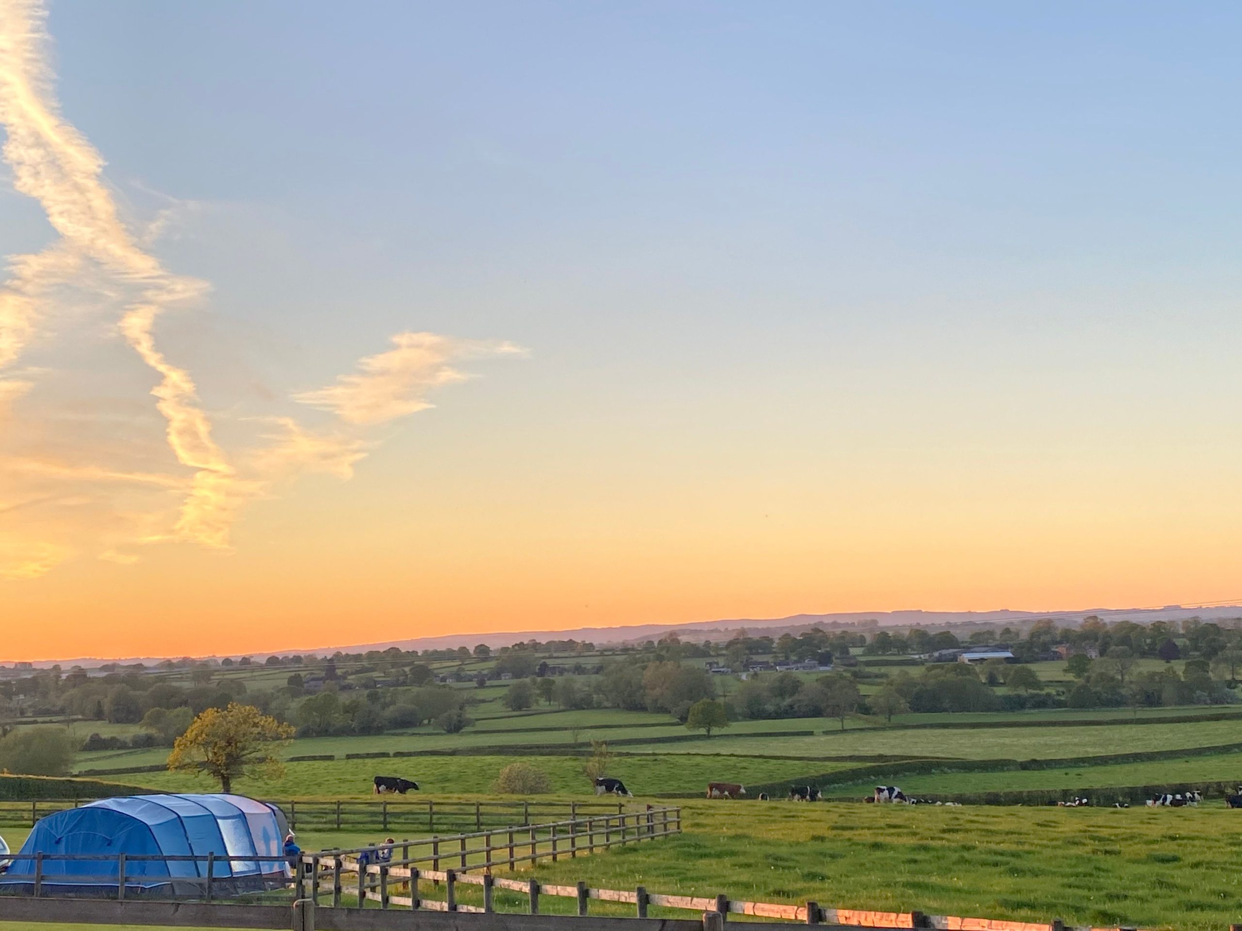 Cows grazing on a green pasture under a blue sky