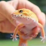 Close-up of a gecko