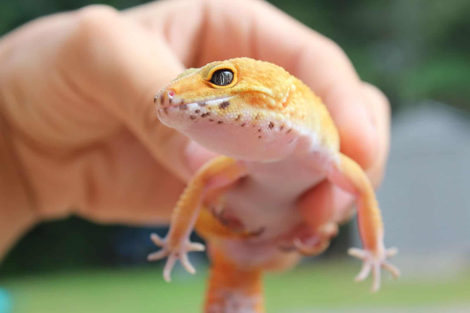 Close-up of a gecko