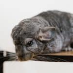Close-up of a gray chinchilla resting on a table