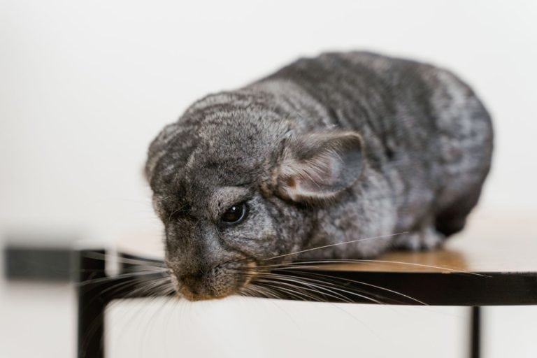 Close-up of a gray chinchilla resting on a table