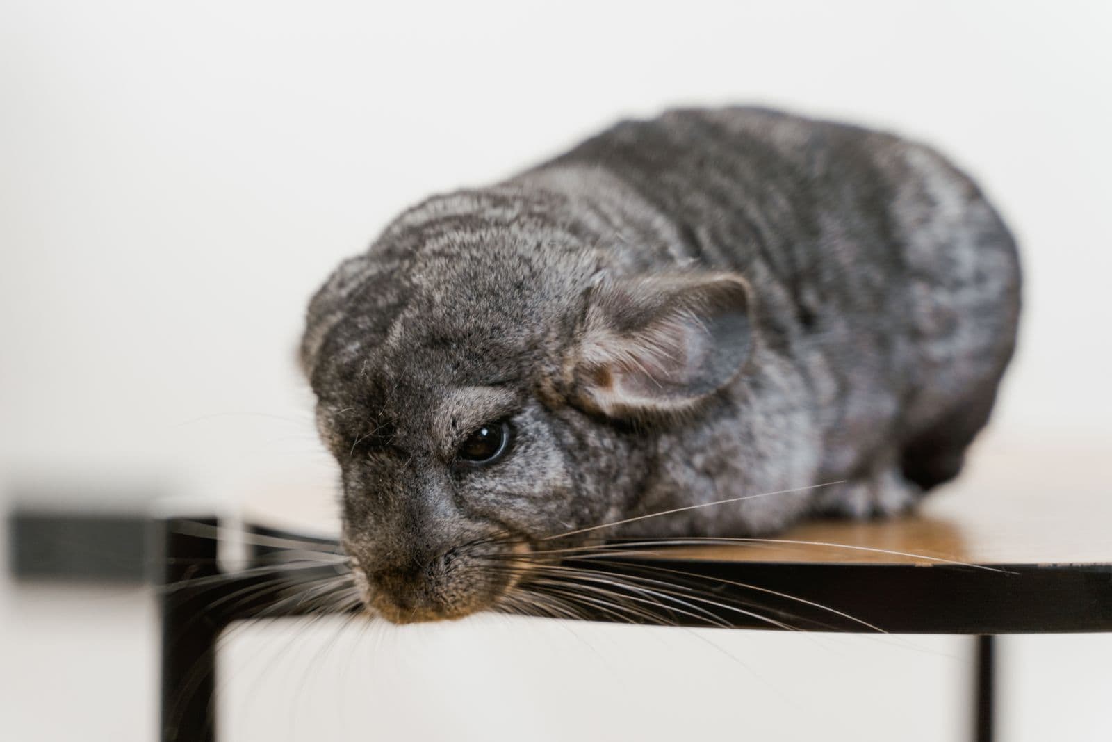 Close-up of a gray chinchilla resting on a table