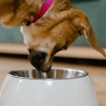 Dog eating dry food from a bowl