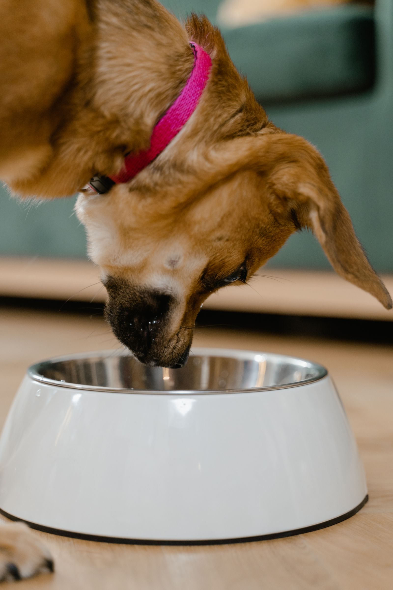 Dog eating dry dog food