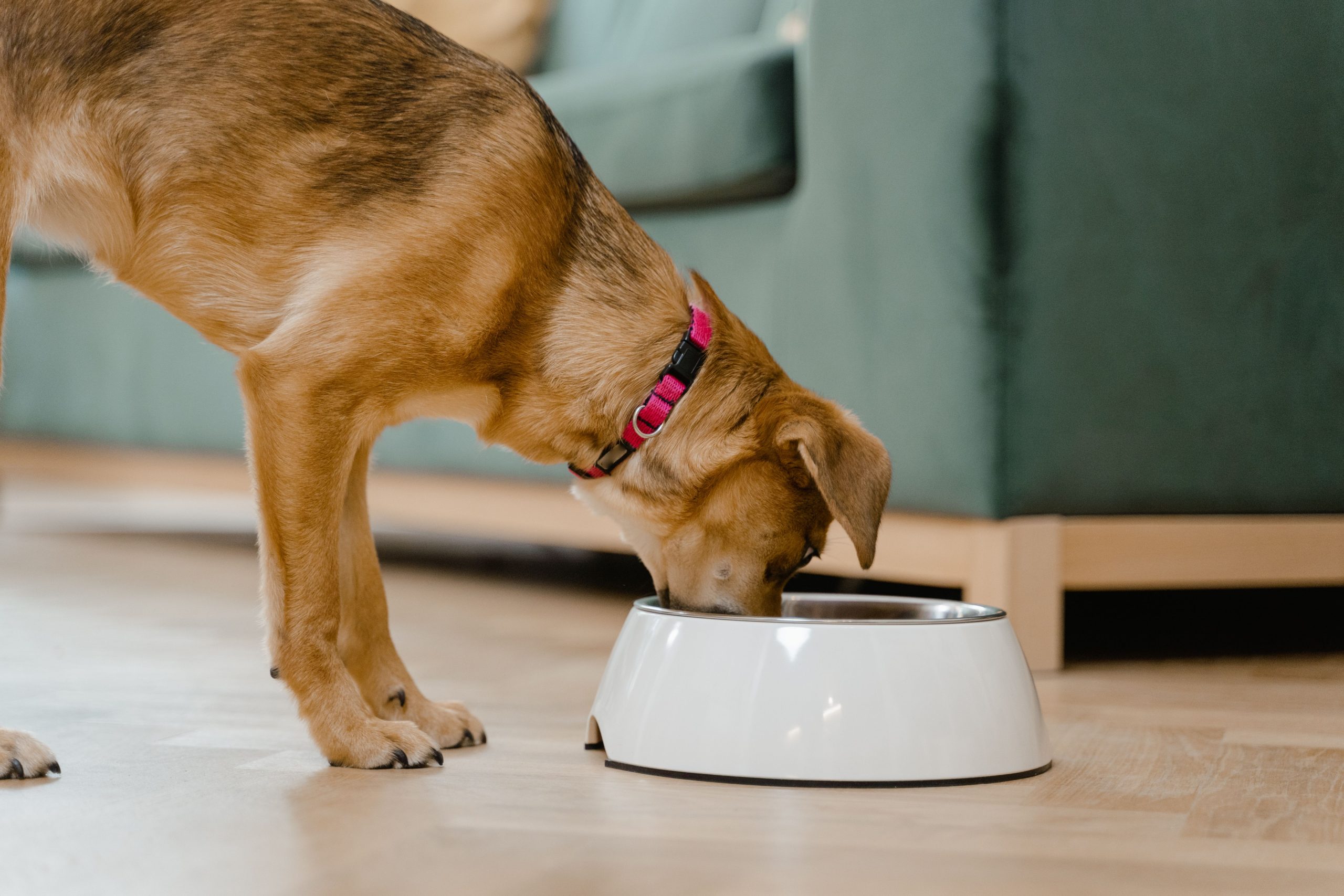 Dog eating from a white bowl indoors