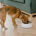 Dog eating from a food bowl