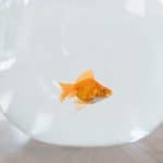 How to Feed Goldfish While on Vacation Goldfish in a fish bowl