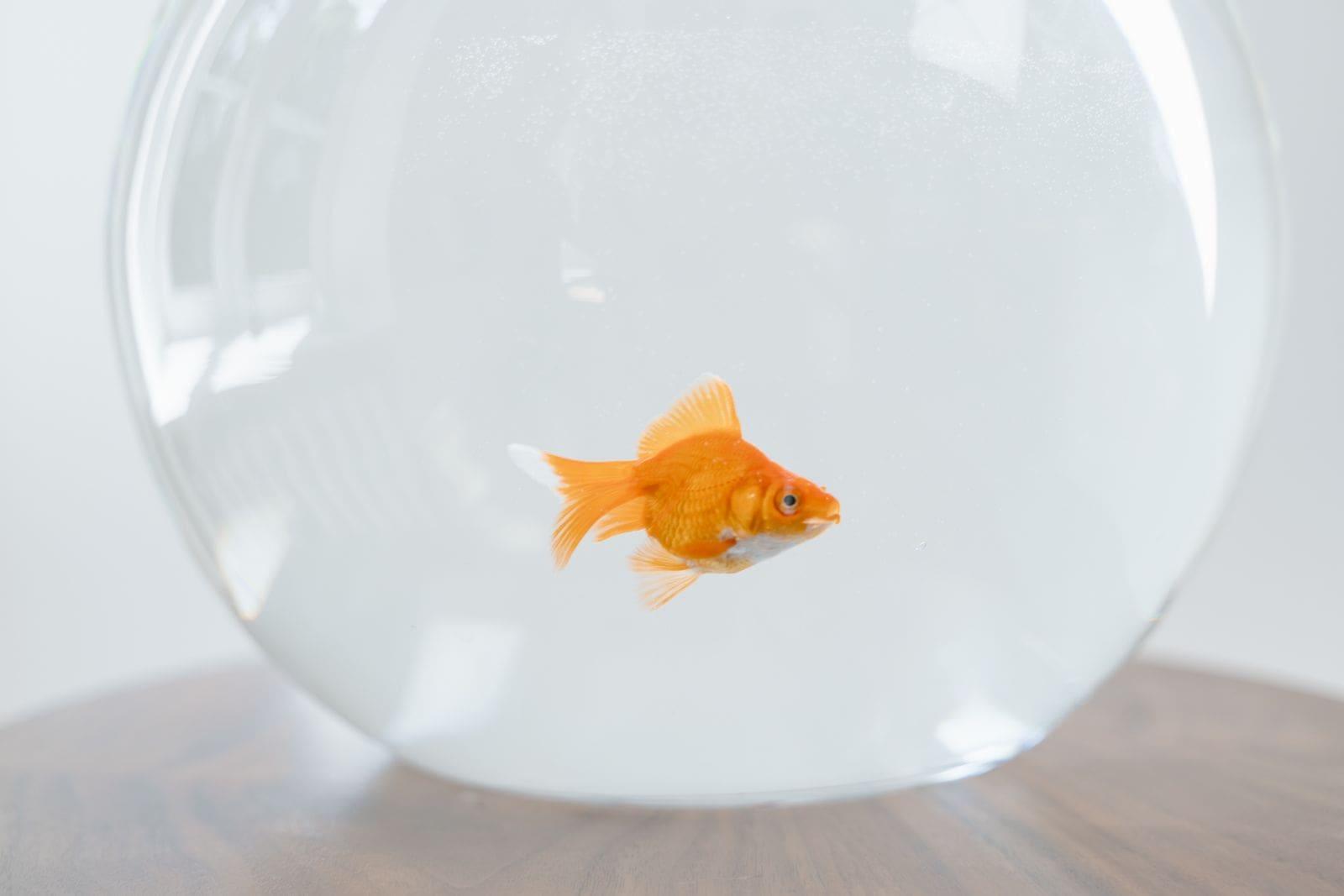 Goldfish in a fish bowl