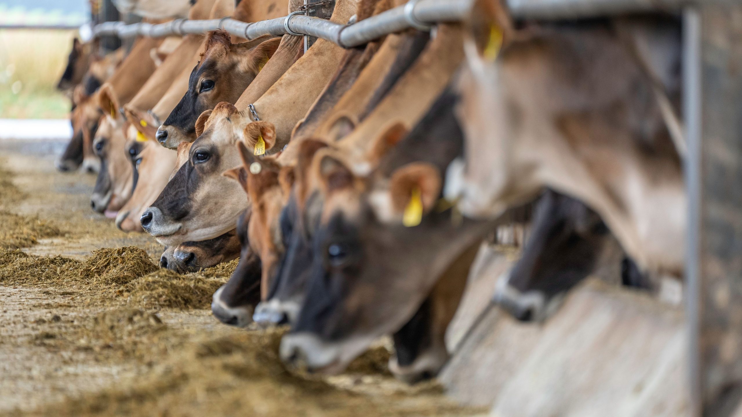 Cattle eating feed from a bunk in a barn
