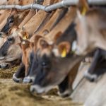 Herd of dairy cows feeding in a barn