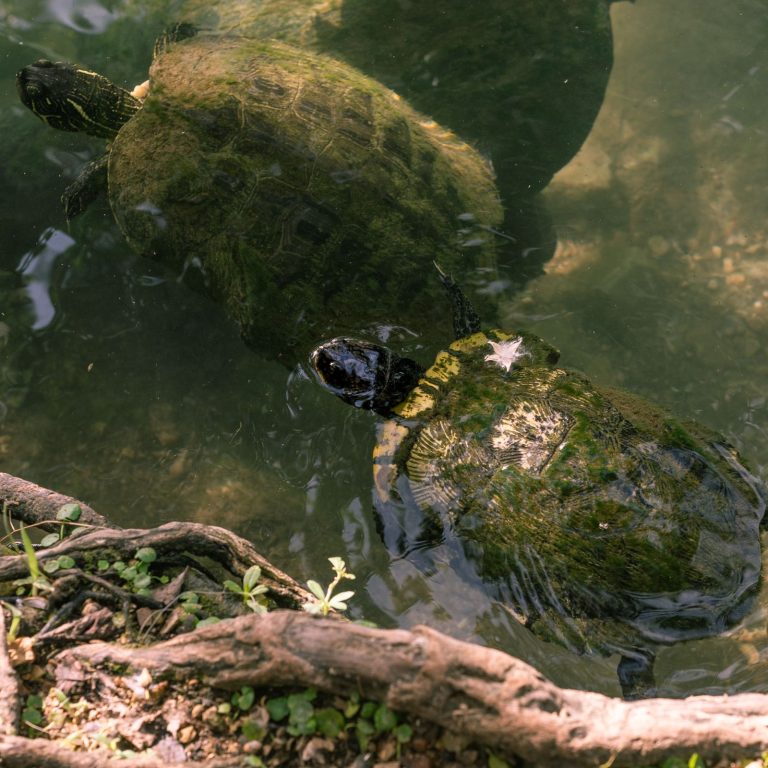 Turtle resting in shallow water