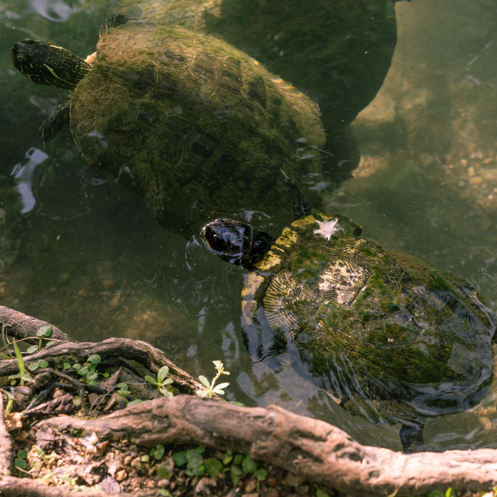 Turtle resting in shallow water