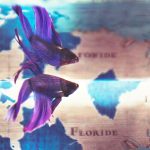 What Can I Give My Betta Fish As a Treat? Close-up of a purple betta fish