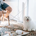 White dog sitting beside food bowls indoors