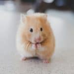 Can a Hamster Eat Guinea Pig Food? Brown hamster sitting upright eating