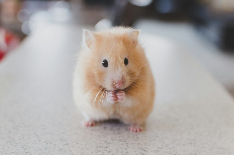 Brown hamster sitting upright eating
