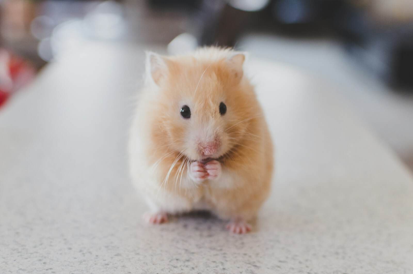 Brown hamster sitting upright eating