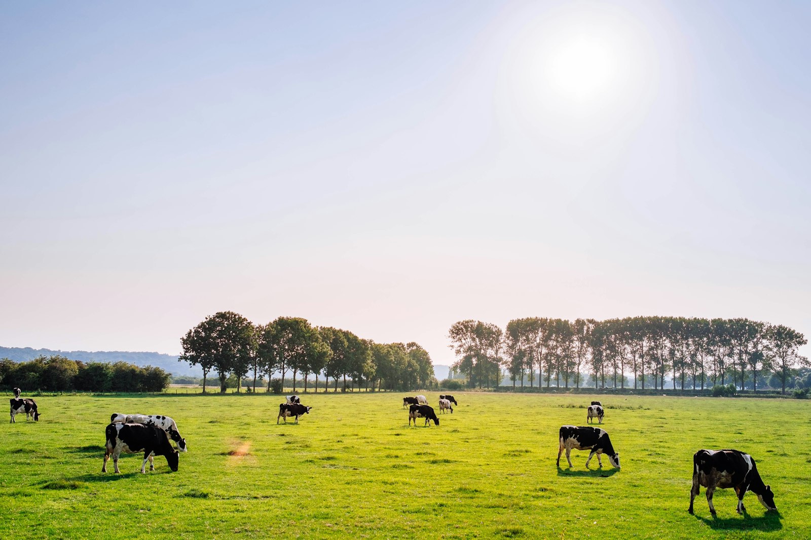 Herd of dairy cattle grazing on a green field