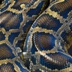 A brown and black snake on the ground