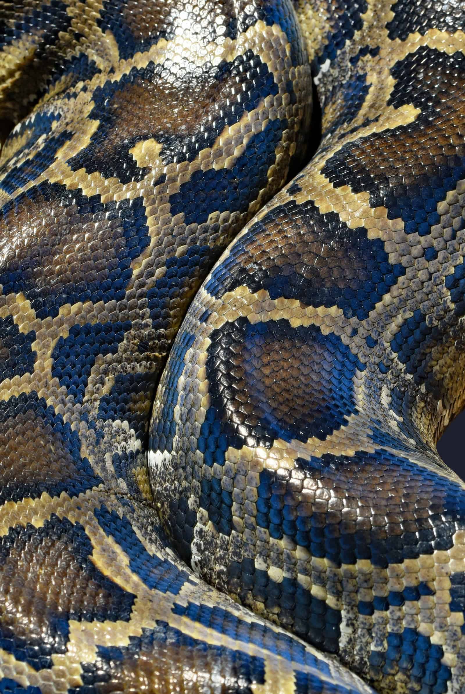 A brown and black snake on the ground