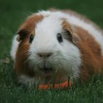 Brown and white guinea pig eating a carrot in a garden