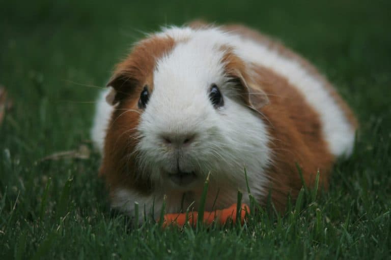 Brown and white guinea pig eating a carrot in a garden