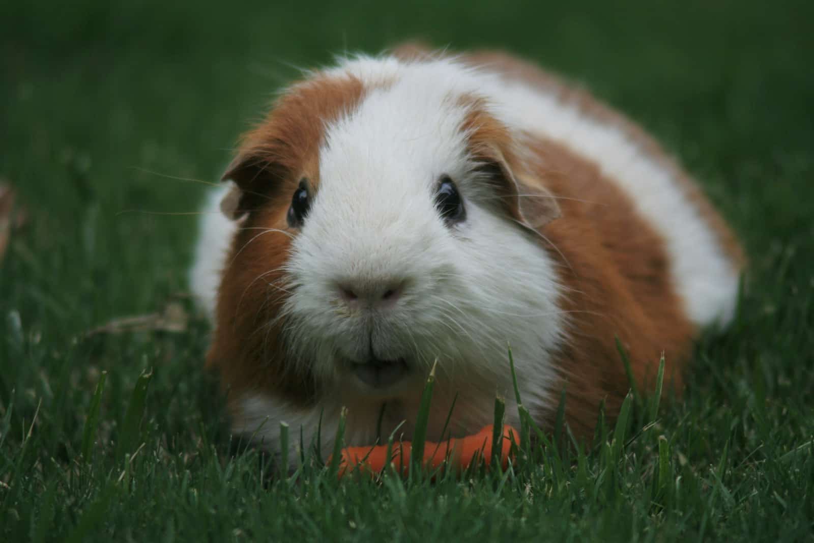 Brown and white guinea pig eating a carrot in a garden