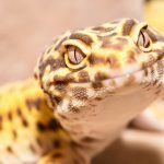 Repashy Grub Pie for Reptiles: What It Is and How to Use It Close-up of a leopard gecko, an insect-eating reptile