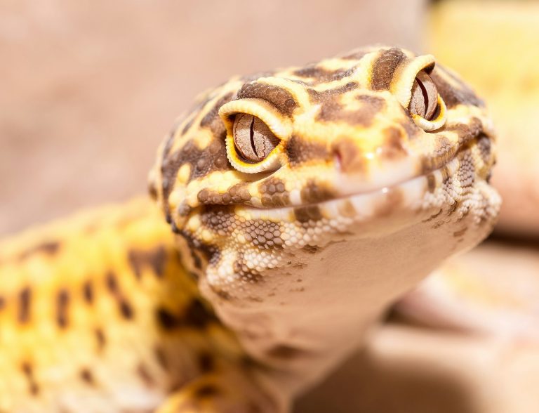 Close-up of a leopard gecko, an insect-eating reptile