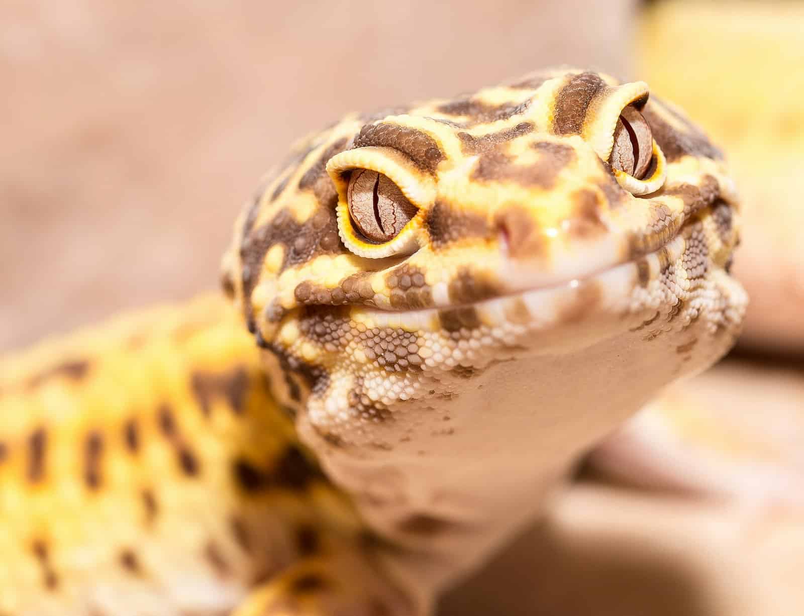 Close-up of a leopard gecko, an insect-eating reptile