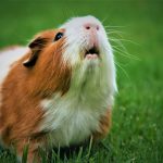 Can Guinea Pigs Eat Tarragon? Close-up of a brown and white guinea pig