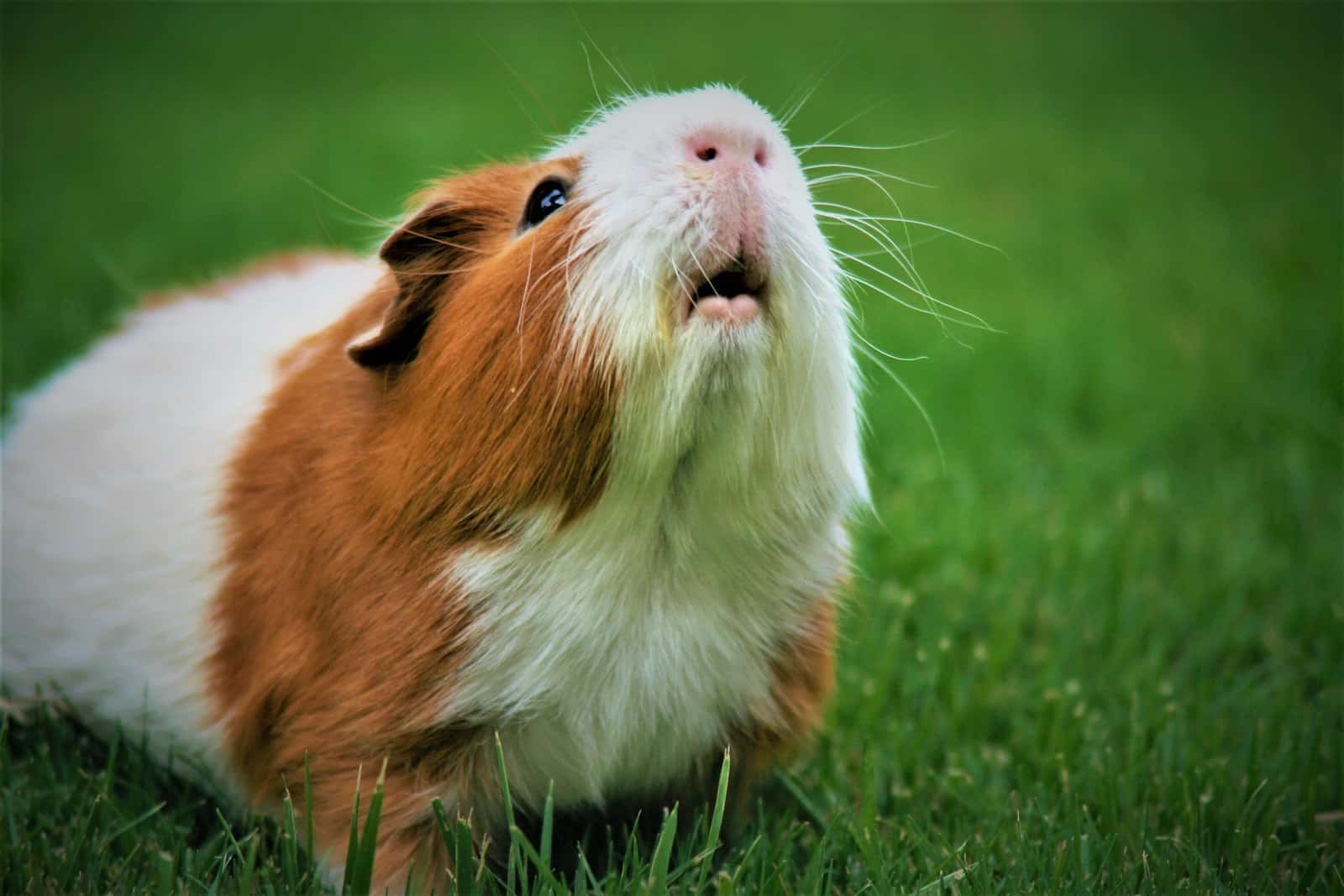 Close-up of a brown and white guinea pig