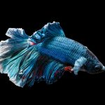 Betta Feeder Fish: Can Bettas Eat Feeder Fish? Blue betta fish (Siamese fighting fish) swimming in an aquarium
