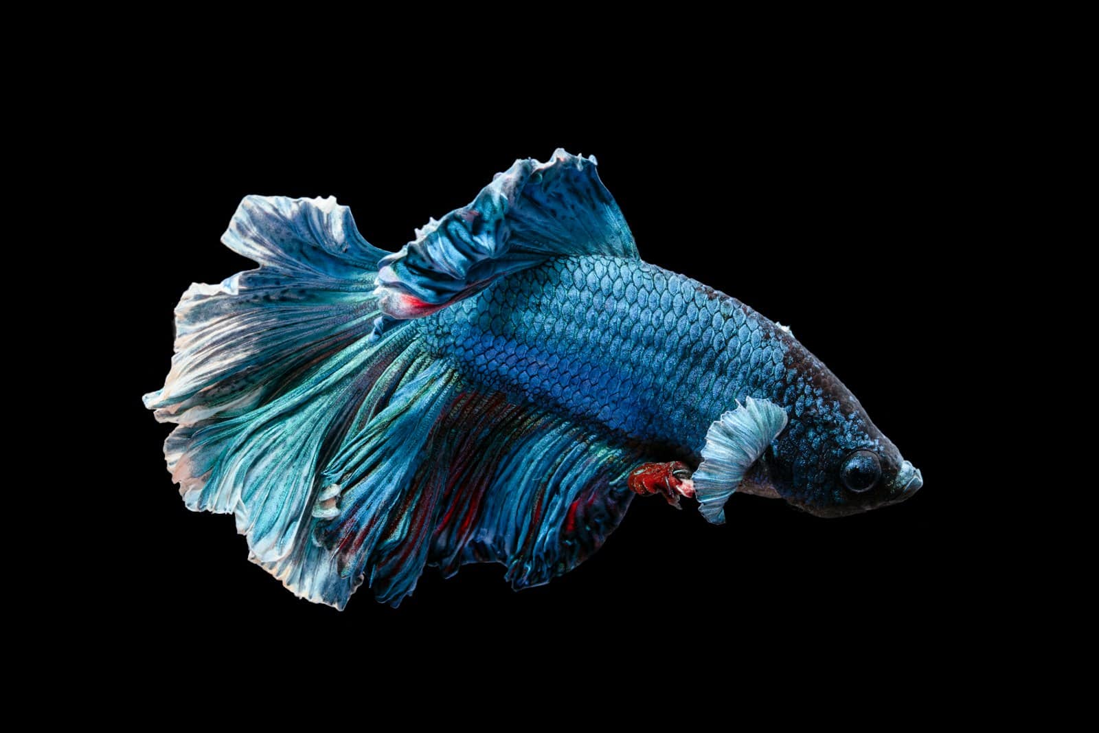 Blue betta fish (Siamese fighting fish) swimming in an aquarium