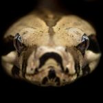 What Do Burmese Pythons Eat? A brown and beige python coiled up