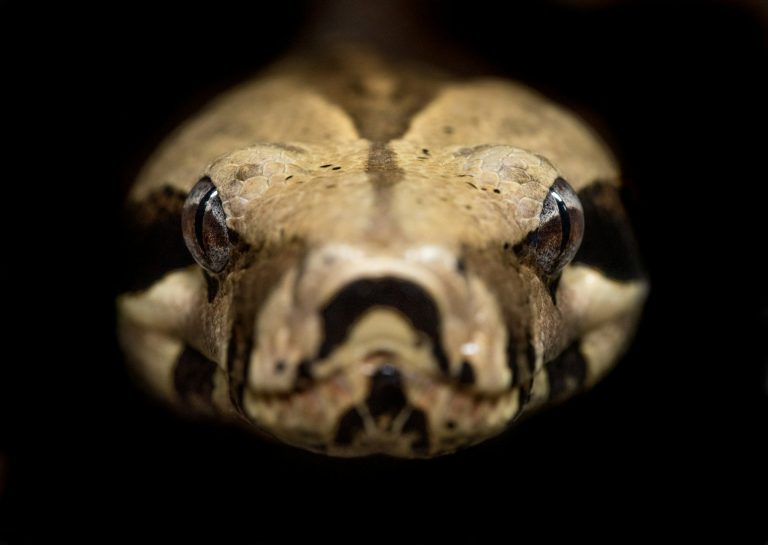 A brown and beige python coiled up