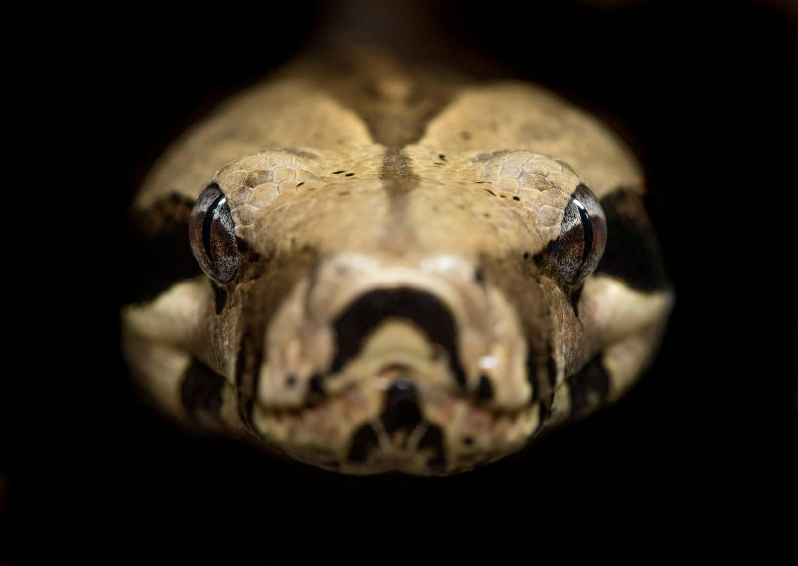 Brown and beige ball python coiled up