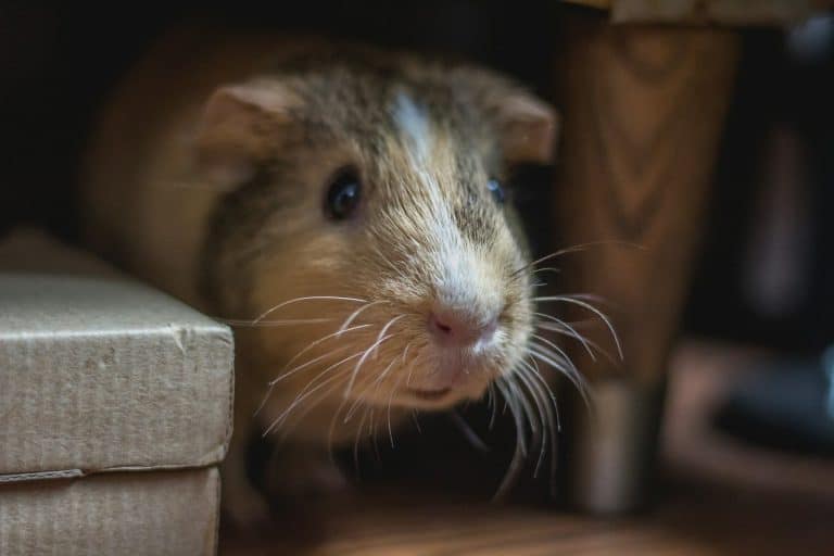 Close-up of a brown guinea pig