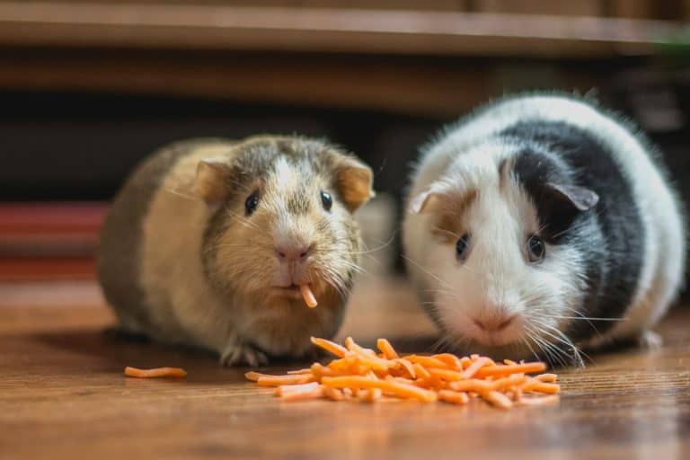 Two guinea pigs eating a carrot