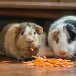Can Guinea Pigs Eat French Fries? Two guinea pigs eating a carrot, a healthier snack than French fries