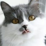 Ciao Churu Tuna Review: Ingredients, Calories, and Feeding Gray and white cat showing its tongue